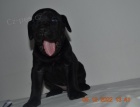 Cane Corso �t��ata
