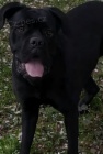 Cane Corso �t��ata