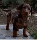 Merle jezev��k �t��ata na prodej