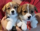 Sladk� �t��ata Corgi