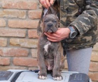 Cane Corso �t��ata