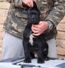 Cane Corso �t��ata