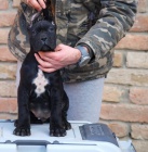 Cane Corso �t��ata