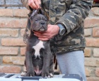 Cane Corso �t��ata