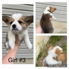 AKC Pembroke Corgi �t��ata na prodej