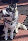 �t��ata sibi�sk�ch husky�