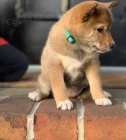 �istokrevn� �t��ata Shiba Inu