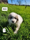 Kompletn� �t��ata Great Pyrenees na prodej