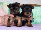 Prod�m zdrav� �t��ata mini yorkie.