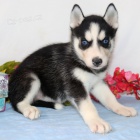 Prod�m o�kovan�ho mini sibi�sk�ho huskyho.
