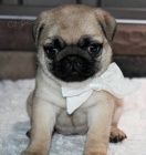 Prod�m b�ov� o�kovan� �t��ata mopse