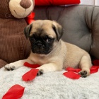 prod�m o�kovan� �t��ata mops�