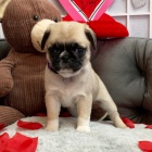 prod�m o�kovan� �t��ata mops�