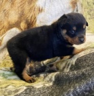 PROD�M �T��ATA ROTTWEILER�.