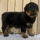 Prod�m o�kovan� a od�erven� �T��ATA rotvajlera.