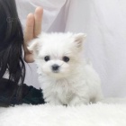 Prod�m �t��ata b�l�ho pudla mini toy.