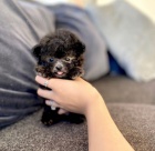 Prod�m mini toy �t��ata �ern�ho pudla.