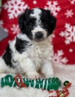 Zdrav� �t��ata Aussiedoodle na prodej.