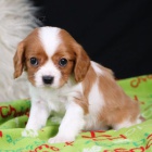Prod�m �t��ata mini Cavalier King Charles Spaniel