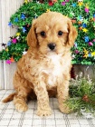 Cavapoo �t��ata k adopci. Jsou o�kovan� a od�erven�.