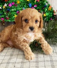 Cavapoo �t��ata k adopci. Jsou o�kovan� a od�erven�.