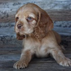 Prod�m zdrav� mini �t��ata anglick�ho kokr�pan�la.