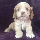 Prod�m zdrav� a o�kovan� mini �t��ata anglick�ho kokr�pan�la.