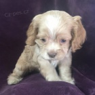 Prod�m zdrav� a o�kovan� mini �t��ata anglick�ho kokr�pan�la.