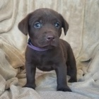 Prod�m zdrav� a kr�sn� �t��ata �ern�ho labradorsk�ho retr�vra.