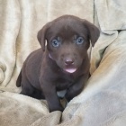 Prod�m zdrav� a kr�sn� �t��ata �ern�ho labradorsk�ho retr�vra.