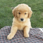 Prod�m ZDRAV� a O�KOVAN� �t��ata zlat�ho retr�vra.