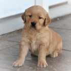 Prod�m �t��ata zlat�ho retr�vra.