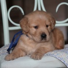 Prod�m �t��ata zlat�ho retr�vra.