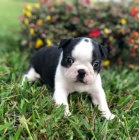 Prod�m hygienicky a soci�ln� vy�kolen� �t��ata bostonsk�ho teri�ra