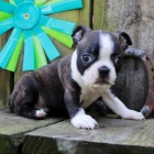 Prod�m mini o�kovan� �t��ata bostonsk�ho teri�ra