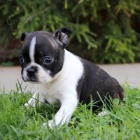 Prod�m mini o�kovan� �t��ata bostonsk�ho teri�ra