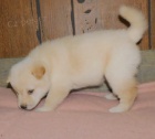 Prod�m roztomil� o�kovan� �t��ata mini shiba inu