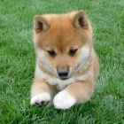 Prod�m o�kovan� �t��ata mini shiba inu