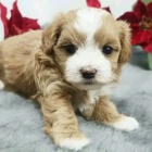 Doma odchovan� �t��ata Matipoo