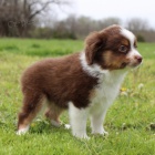 Prod�m roztomil�, o�kovan� �t��ata australsk�ho ov��ka