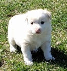 Prod�m b�l� o�kovan� �t��ata australsk�ho ov��ka