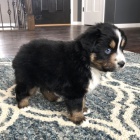 Prod�m o�kovan� �t��ata australsk�ho ov��ka