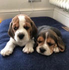 Prod�m o�kovan� �t��ata b�gla.