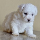 Prod�m �t��ata mini Bi�onka o�kovan� b�l�m sn�hem.