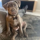 Staford��rsk� bulteri�r online zde