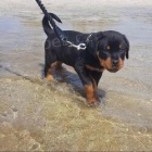 �t��ata n�meck�ho rotvajlera vynikaj�c� kvality AKC