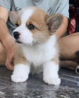 ڞasn� Pembroke Corgi p�ipraven� j�t