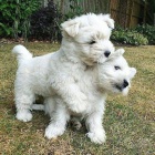 Prod�m �t��ata West Highland White Terriers