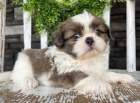 Prod�m �t��ata SHIH TZU