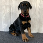 Prod�m o�kovan� �t��ata dobrmana.